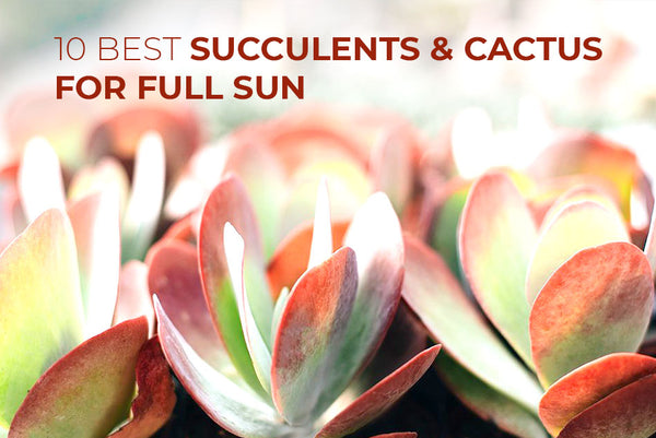 10 Best Succulents and Cacti to Grow in Full Sun | Succulents Box