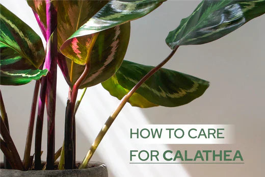 How to care for Calathea - Succulents Box