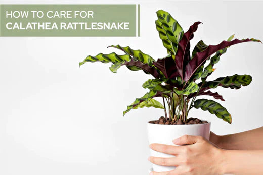 How to Care for Calathea Lancifolia Rattlesnake Plant - Succulents Box