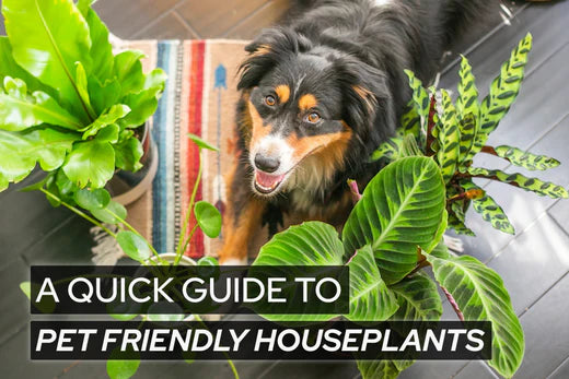A Quick Guide to Pet-Friendly Houseplants - Succulents Box