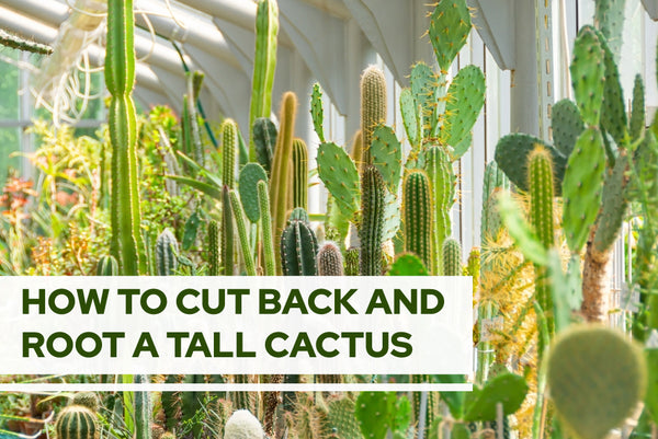 How to Cut Back and Root a Tall Cactus: Cactus Care Guide - Succulents Box