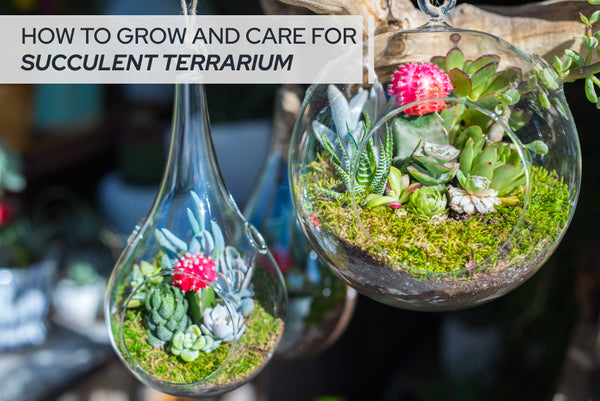 How to Grow and Care for Succulent Terrariums - Succulents Box