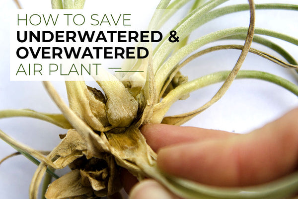 How To Save Underwatered and Overwatered Air Plants - Succulents Box
