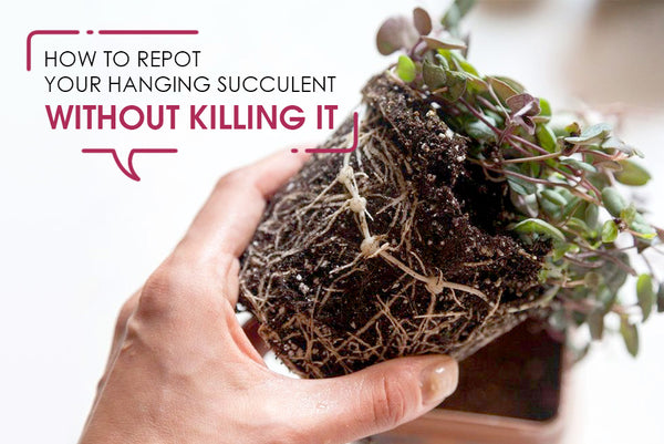 Repotting and pruning