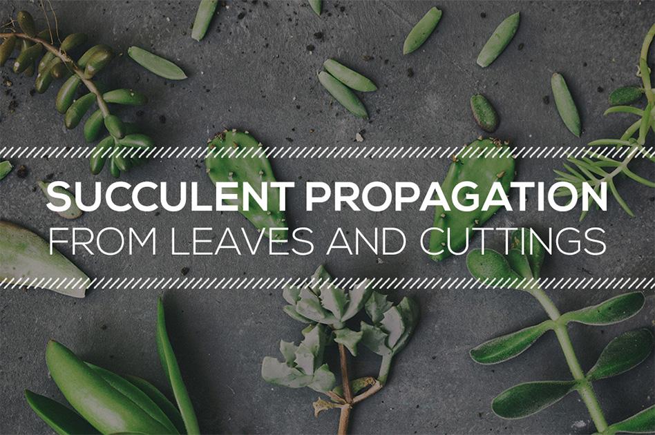 Tips on Succulent Propagation from Leaves and Cuttings, Succulent Propagation, How to propagate succulents successfully, Propagating succulents, Propagate Succulent Stem, Propagation succulent leaves 