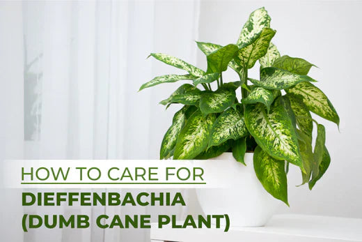 How to Care for Dieffenbachia Dumb Cane Plant - Succulents Box