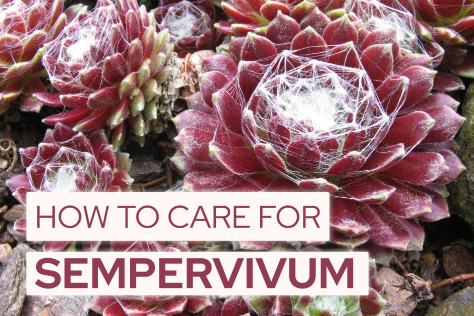 How to Care for Sempervivum Succulent