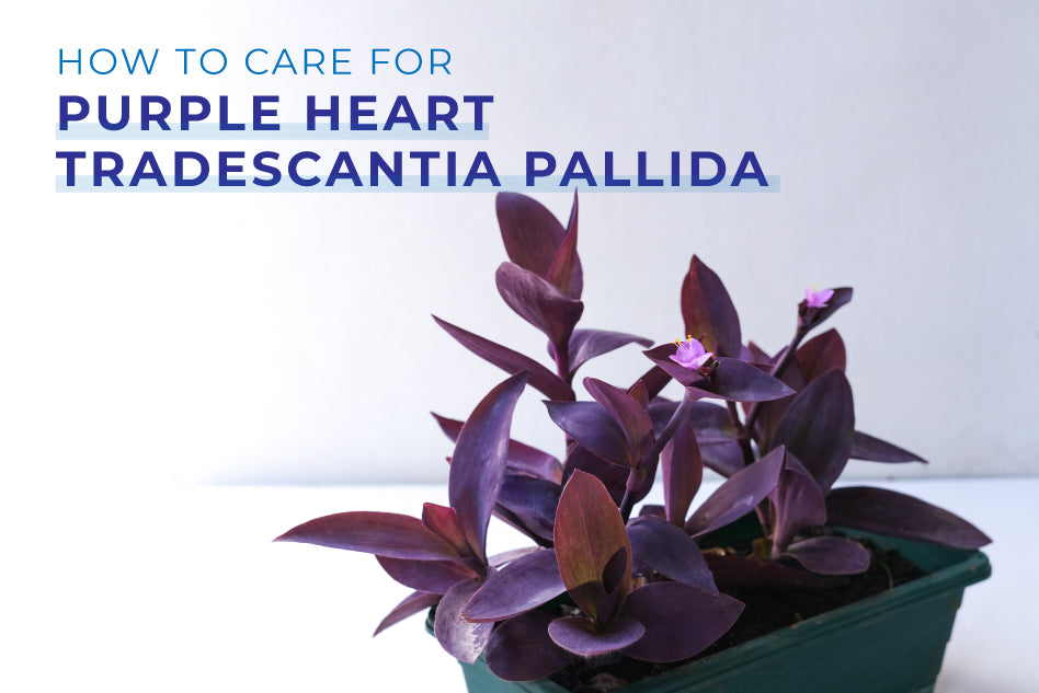 How to care for Purple Heart Tradescantia Pallida