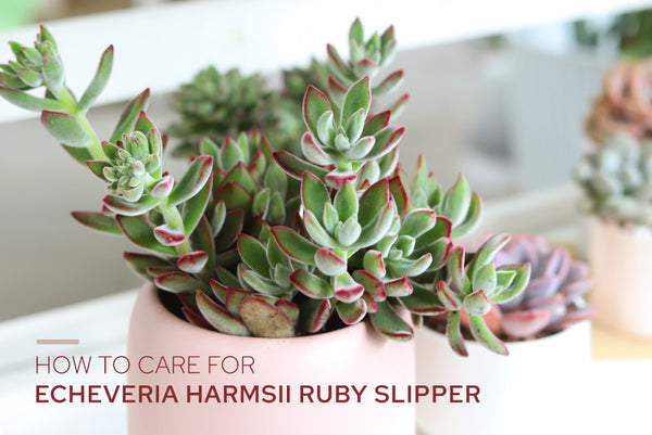 growing succulents greenovia mountain rose succulent 80mm Greenovia Diplocycla var. Xueying Cluster, Mountain Rose, Rare an
