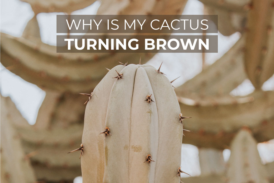 Why is my cactus turning brown