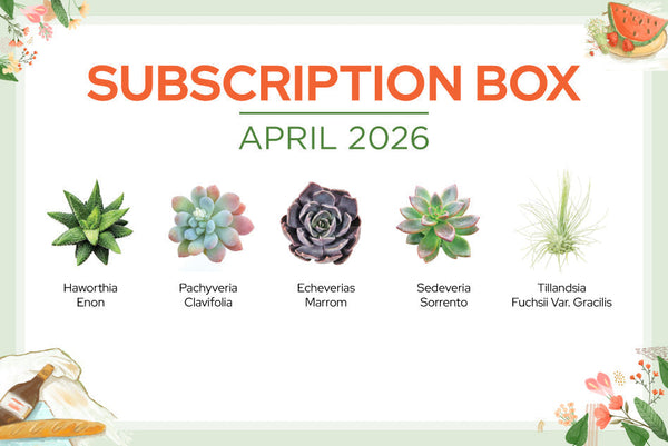 Succulent Form x Nizanda 速達発送 APRIL 2026 SUCCULENT SUBSCRIPTION BOX CARE GUIDE - Succulents Box