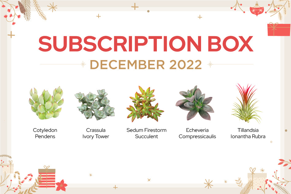 subscription box 2022, december subscription box, succulents box