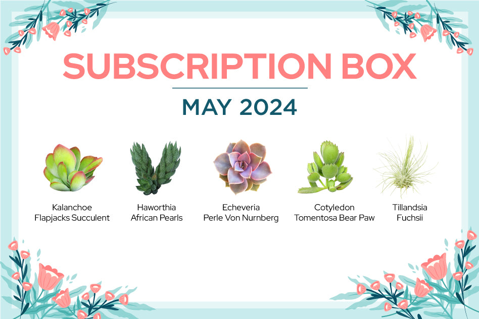 Succulent Subscription Box