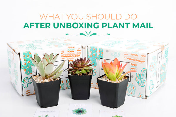 What You Should Do After Unboxing Plant Mail - Succulents Box
