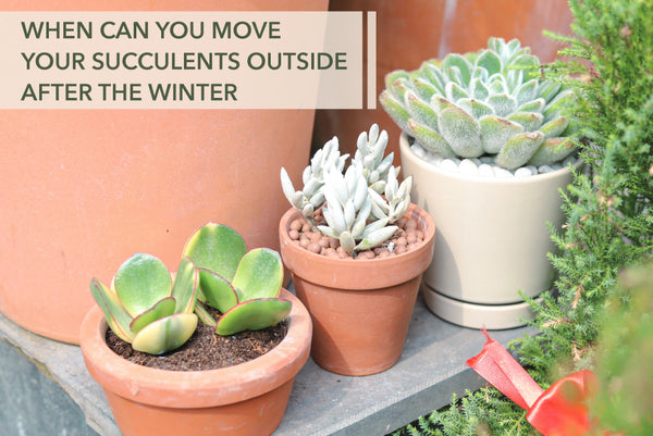 Succulent Spring Care: When to Move Them Outside - Succulents Box