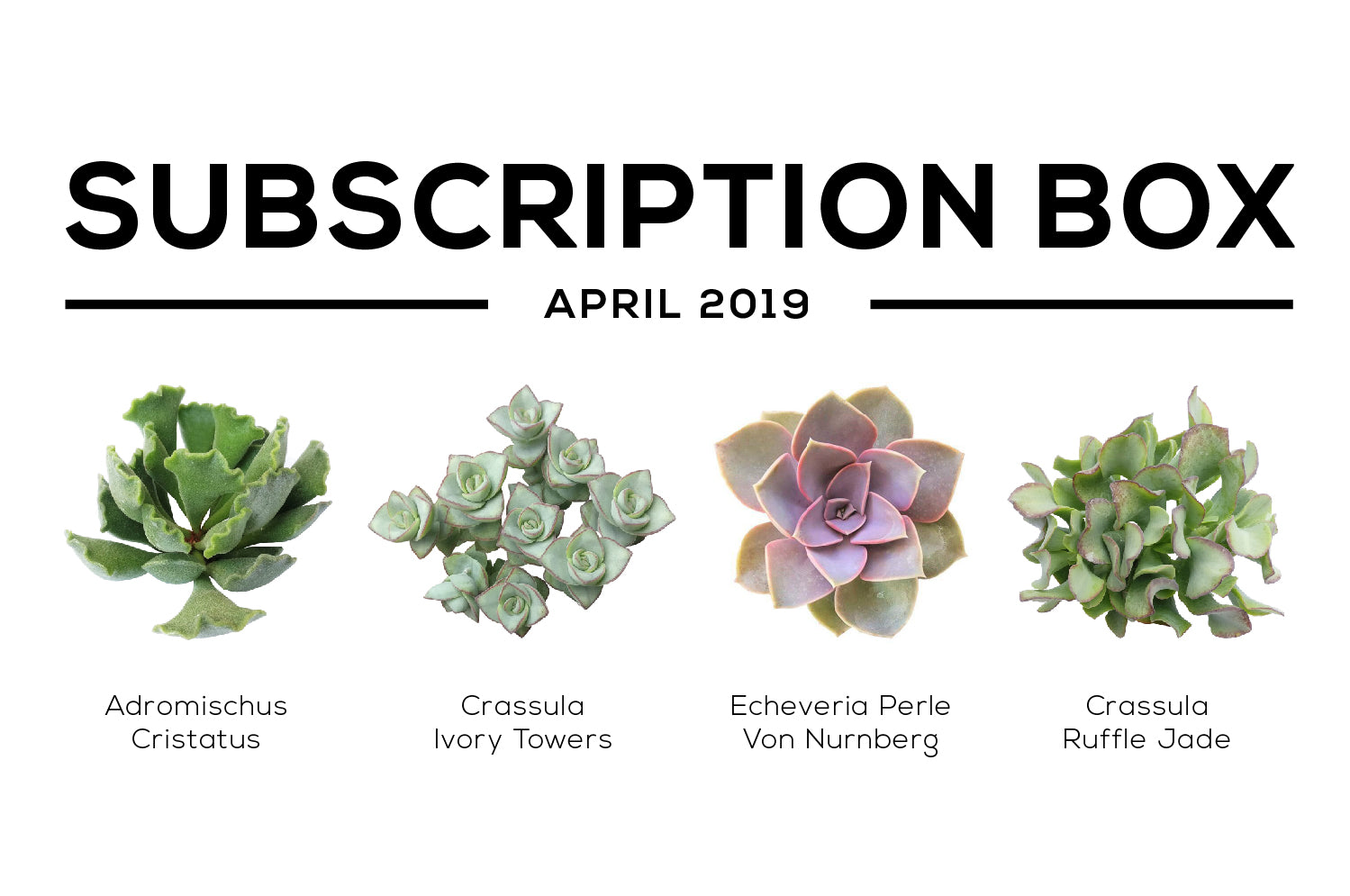 Succulents Box April 2019 Care Guide