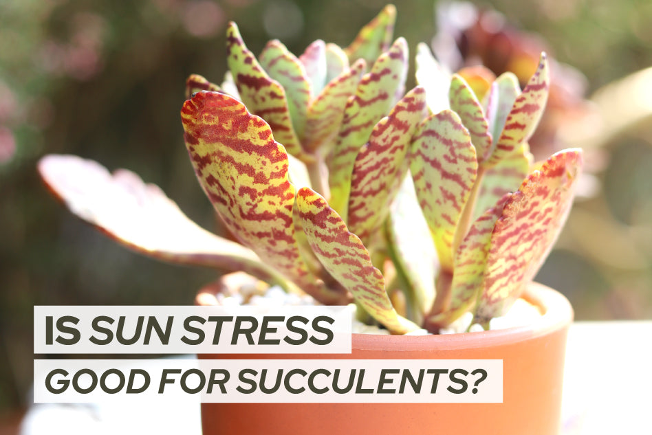 is sun stress good for succulents, succulents care guide, red succulents