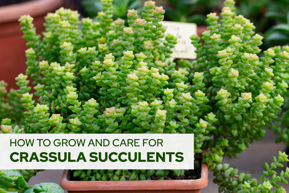 How To Care For Crassula Succulents