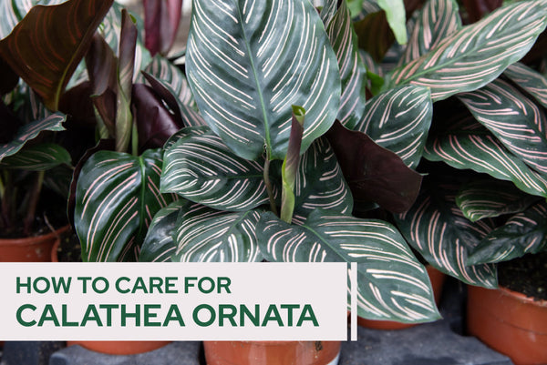 How to care for Calathea Ornata - Succulents Box