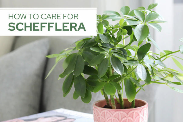 How to Care for Schefflera - Succulents Box