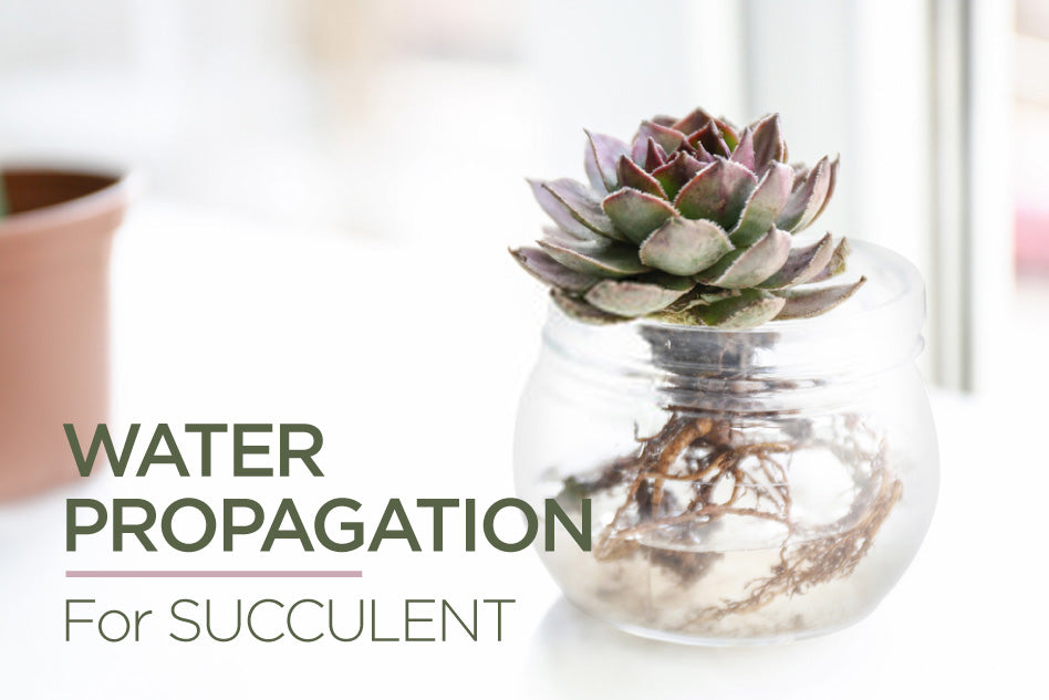 Water propagation for succulents, Succulents Propagation, Propagating Succulents in Water, What is the best way to propagate succulents, Water Root Propagation For Succulents, Can you propagate succulents in water