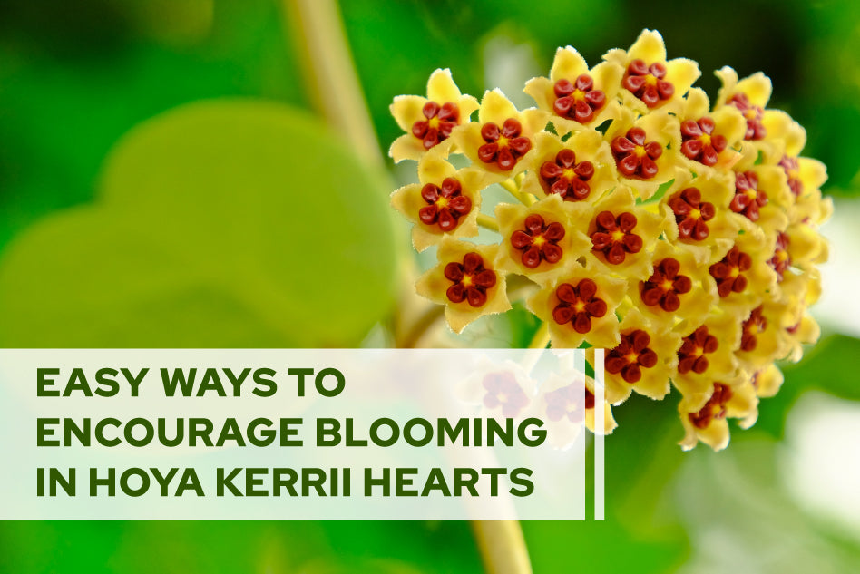 Easy Ways to Encourage Blooming in Hoya Kerrii Hearts