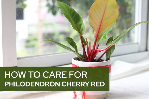 How to care for Philodendron Cherry Red - Succulents Box