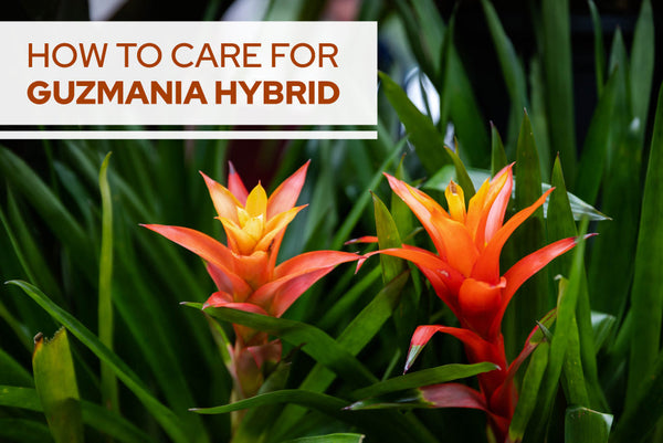 How to care for Guzmania Hybrid - Succulents Box