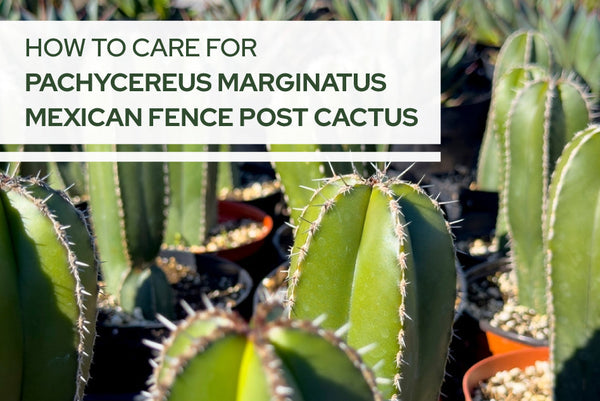 How to Care for Pachycereus marginatus (Mexican Fence Post Cactus) -  Succulents Box
