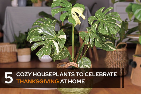 5 Cozy Houseplants to Celebrate Thanksgiving at Home - Succulents Box