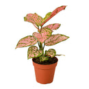buy chinese evergreen 'lady valentine' live plant 6" pot online in black eco pot, full specimen with lush oversized pink-splashed glossy leaves, tropical upright habit, proven air-purifying qualities, a show-stopping botanical gift for home or office spaces