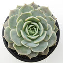 Echeveria 'Fury'