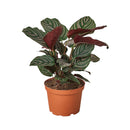 6" pot calathea 'ornata' live air plant for sale, mature specimen with large lance-shaped leaves in rich forest green with pink stripe markings, dramatic purple-tinted leaf undersides, slow-growing low-maintenance tropical beauty, naturally humidifies and purifies indoor air, show-stopping floor plant or shelf display for bohemian and modern interiors, makes a luxurious gift for any plant parent