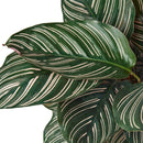 6" pot calathea 'ornata' live air plant for sale, mature specimen with large lance-shaped leaves in rich forest green with pink stripe markings, dramatic purple-tinted leaf undersides, slow-growing low-maintenance tropical beauty, naturally humidifies and purifies indoor air, show-stopping floor plant or shelf display for bohemian and modern interiors, makes a luxurious gift for any plant parent