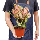 buy chinese evergreen 'lady valentine' live plant 6" pot online in black eco pot, full specimen with lush oversized pink-splashed glossy leaves, tropical upright habit, proven air-purifying qualities, a show-stopping botanical gift for home or office spaces