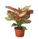 buy chinese evergreen 'lady valentine' live plant 6" pot online in black eco pot, full specimen with lush oversized pink-splashed glossy leaves, tropical upright habit, proven air-purifying qualities, a show-stopping botanical gift for home or office spaces