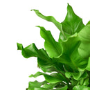 6" pot bird's nest 'nidus' fern live houseplant for sale, rich forest green glossy fronds in circular rosette pattern, crinkled wavy frond margins, bold epiphytic fern with architectural presence, suitable for terrarium or floor pot display, adds lush tropical elegance to any indoor space, a timeless heirloom gift for nature lovers