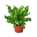 6" pot bird's nest 'nidus' fern live houseplant for sale, rich forest green glossy fronds in circular rosette pattern, crinkled wavy frond margins, bold epiphytic fern with architectural presence, suitable for terrarium or floor pot display, adds lush tropical elegance to any indoor space, a timeless heirloom gift for nature lovers