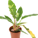 buy philodendron ring of fire live houseplant 4 inch online, tropical rainforest hybrid with boldly variegated serrated leaves in green red orange and cream, striking upright bushy growth with sculptural form, air-purifying and humidity-loving indoor plant, thrives near bright filtered windows, show-stopping rare houseplant gift for dedicated plant lovers