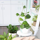 6 inch trailing hoya kerrii heart (at least 3+ leaves) live houseplant for sale, fully leafed trailing hoya kerrii with at least three glossy emerald hearts, thick vining succulent stems in a standard grower pot ready to trail or hang, low-maintenance care with infrequent watering and bright indirect light needs, slow-growing long-lived tropical vine with heirloom quality, an elegant romantic home accent with bohemian appeal, a perfect heartfelt gift for valentines day anniversaries or birthdays