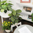 6" pot calathea 'makoyana' peacock live houseplant for sale, impressive full clumping tropical specimen, large papery oval leaves with intricate hand-painted peacock feather markings, deep red-purple leaf reverses, air-purifying humidity-loving evergreen, bold floor-level bohemian accent plant, unforgettable plant gift for any home
