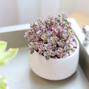 Sedum Tricolor Spurium