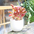 Six Angled Kalanchoe - Kalanchoe sexangularis