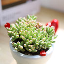 buy crassula nudicaulis var. herrei live succulent 2 inch online, chubby fleshy leaves with pink-tinged margins in bright sun, shrubby low-growing form with branching habit, south african native succulent variety, no frequent watering required, eye-catching windowsill statement plant, rare and unique succulent gift for plant enthusiasts