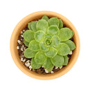 buy echeveria lime and chili live succulent 2 inch online, echeveria lime and chili showing natural stress coloring with deep pink tips, compact frosty lime rosette, slow growing and clustering habit, non-toxic and pet friendly