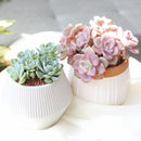 Succulent Plant Gift Ideas For Valentine's Day, Best Valentine Gifts 2024, Unique DIY Valentine's Day Gifts For That Special Someone, Rosette shaped succulent assorted pack, Succulent assorted pack perfect for weddings, Purple and pink succulent pack for wedding plan
