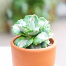buy variegated butterfly agave live succulent 3.5 inch online, blue-green and creamy yellow variegated rosette foliage, compact architectural form with slow steady long-lived growth, sharp terminal and marginal spines throughout leaf structure, thrives in full sun with very low water requirements, striking sculptural accent for desert, boho or modern minimalist decor, a rare and highly sought-after collector succulent gift