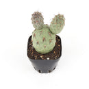 Tephrocactus alexanderi - Indian Ball Cactus