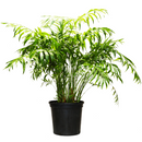 neanthe bella palm, neanthe bella palm care, full grown neanthe bella palm, neanthe bella palm watering, neanthe bella palm light requirements