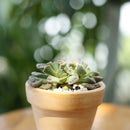 Concrete Leaf Titanopsis Calcarea Cactus